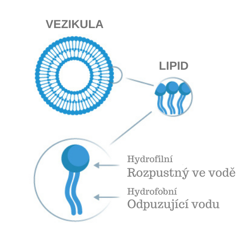 kolagendrink CZ lipid